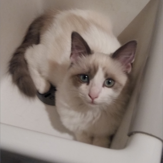 Image pour l'annonce Saillie ragdoll mâle
