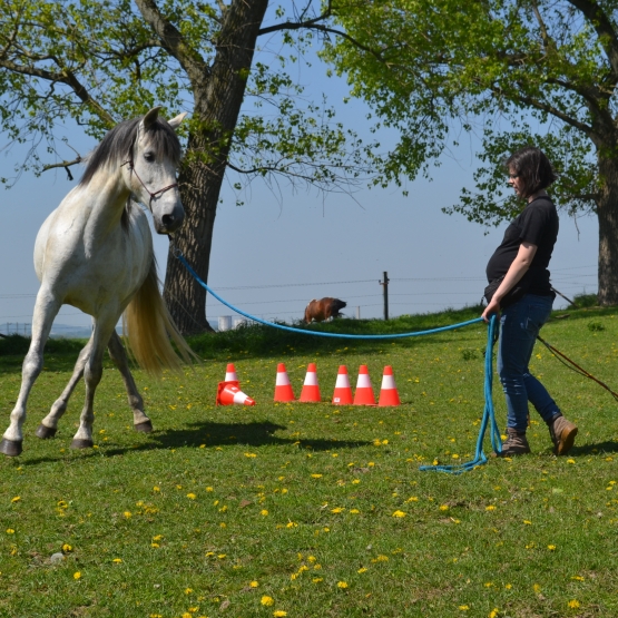 Image pour l'annonce Pure race espagnole