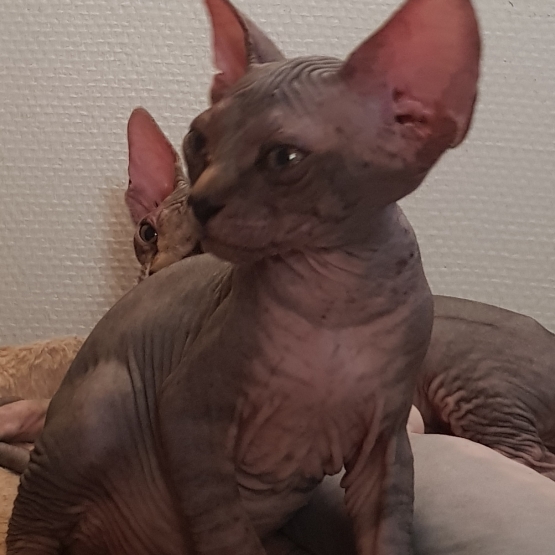 Image pour l'annonce 2 bb Sphynx à réserver (femelles)