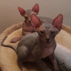 Image pour l'annonce 2 bb Sphynx à réserver (femelles)