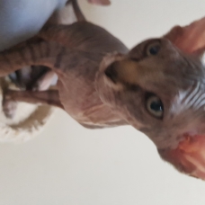 Image pour l'annonce 2 bb Sphynx à réserver (femelles)