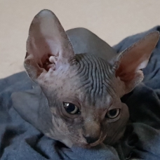 Image pour l'annonce 2 bb Sphynx à réserver (femelles)