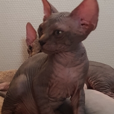 Image pour l'annonce 2 bb Sphynx à réserver (femelles)