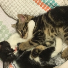 Image pour l'annonce Donne deux adorables chatons