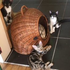 Image pour l'annonce Donne deux adorables chatons