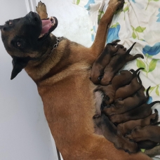 Image pour l'annonce Berger Belge Malinois