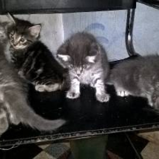 Image pour l'annonce Donne Chatons norvégien