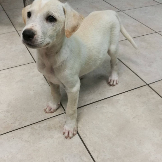 Image pour l'annonce FREDO, chiot mâle croisé