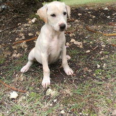 Image pour l'annonce FREDO, chiot mâle croisé
