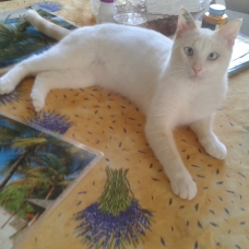 Image pour l'annonce Kenzo, Jeune chaton de 10 mois