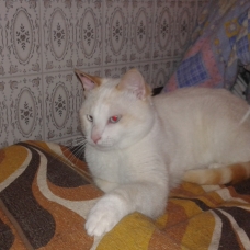 Image pour l'annonce Kenzo, Jeune chaton de 10 mois
