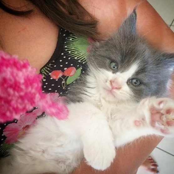 Image pour l'annonce chaton femelle maine coon Loof a réserver