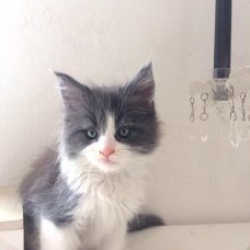 Image pour l'annonce chaton femelle maine coon Loof a réserver