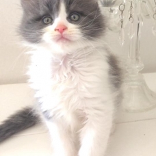 Image pour l'annonce chaton femelle maine coon Loof a réserver