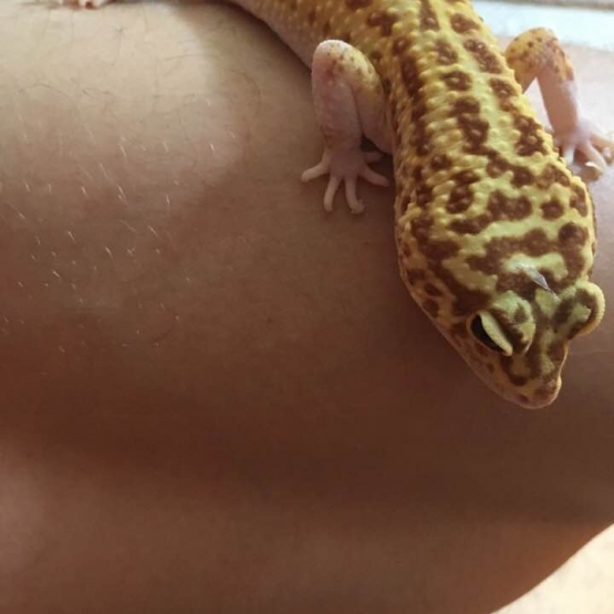Image pour l'annonce Geckos léopard mâle et femelle (avec terrarium et équipements)