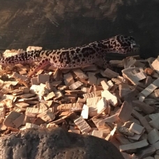 Image pour l'annonce Geckos léopard mâle et femelle (avec terrarium et équipements)