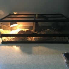 Image pour l'annonce Geckos léopard mâle et femelle (avec terrarium et équipements)
