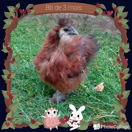 Image pour l'annonce Poules soies