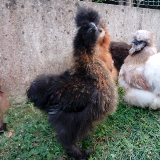 Image pour l'annonce Poule soie