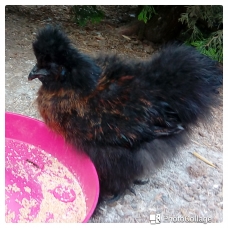 Image pour l'annonce Poule soie