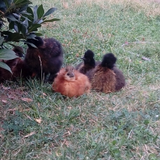Image pour l'annonce Poule soie