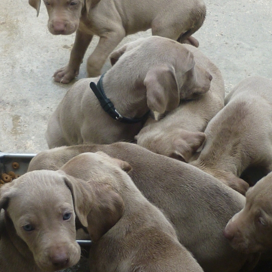 Image pour l'annonce A réserver 10 chiots braques de weimar ; 7 F et 3 M