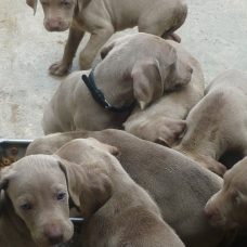Image pour l'annonce A réserver 10 chiots braques de weimar ; 7 F et 3 M