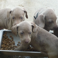 Image pour l'annonce A réserver 10 chiots braques de weimar ; 7 F et 3 M