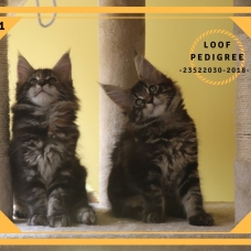 Image pour l'annonce Vends Maine Coon