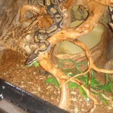 Image pour l'annonce Serpent python