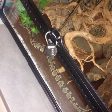 Image pour l'annonce Serpent python