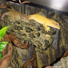 Image pour l'annonce Gecko à Crête Juvénile