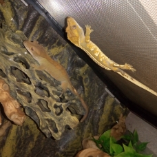 Image pour l'annonce Gecko à Crête Juvénile