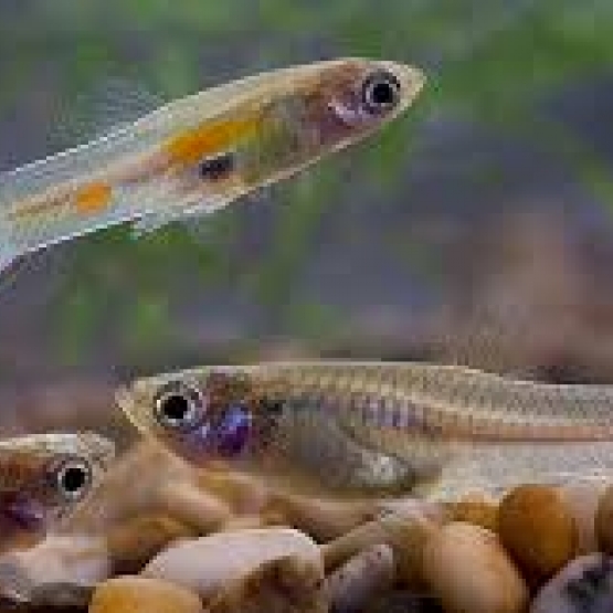Image pour l'annonce Donne poissons et crevettes suite arrêt de mon aquarium