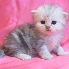 Image pour l'annonce Chatons persan silver et golden Loof