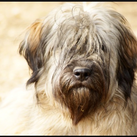 Image pour l'annonce Rechercher BERGER CATALAN