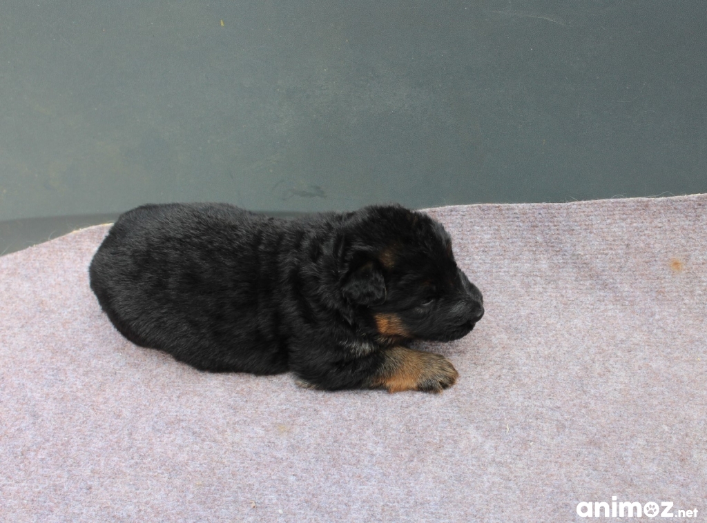 Vends chiots berger allemand poils long LOF à réserver