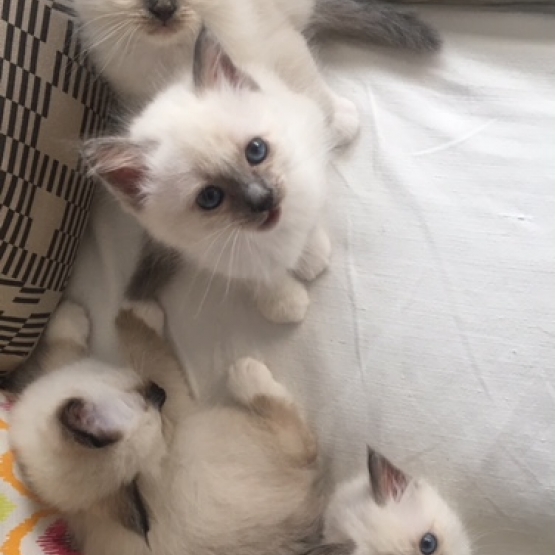 Image pour l'annonce Mâle Sacré de Birmanie LOOF