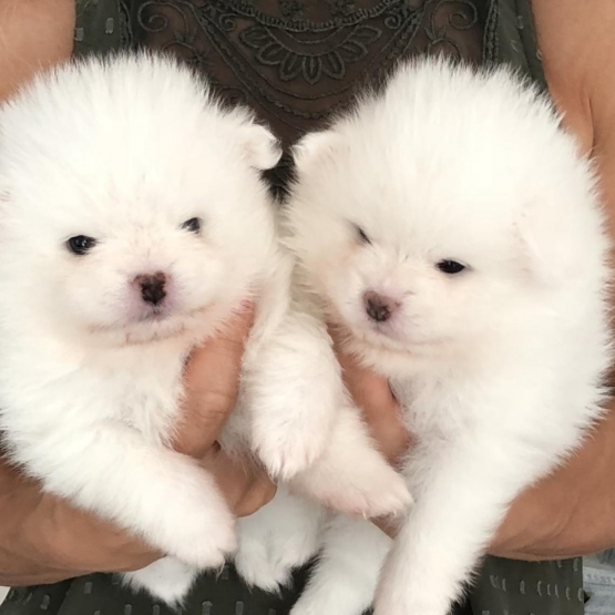 Image pour l'annonce Magnifiques chiots d'apparence Spitz Nain Poméranain