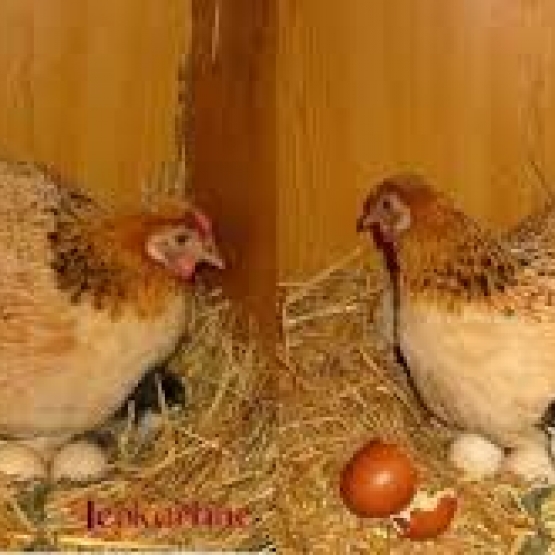 Image pour l'annonce oeufs de poules fermiers