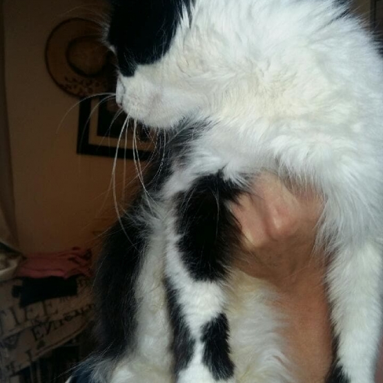 Image pour l'annonce Nos chats à l'adoption