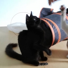 Image pour l'annonce Nos chats à l'adoption