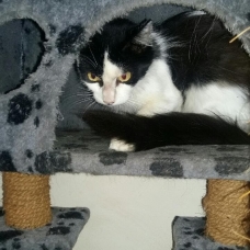 Image pour l'annonce Nos chats à l'adoption