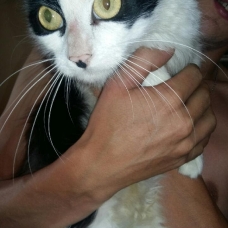 Image pour l'annonce Nos chats à l'adoption
