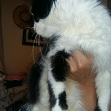 Image pour l'annonce Nos chats à l'adoption