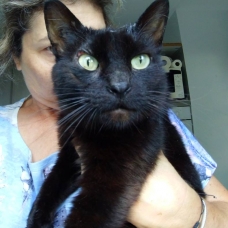 Image pour l'annonce Nos chats à l'adoption