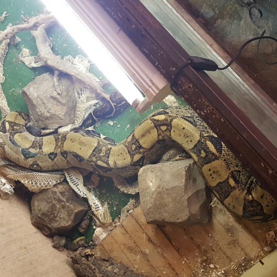 Image pour l'annonce Boa constrictor