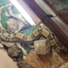 Image pour l'annonce Boa constrictor