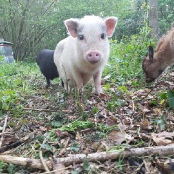 Image pour l'annonce A vendre Cochons nains