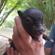 Image pour l'annonce A vendre Cochons nains